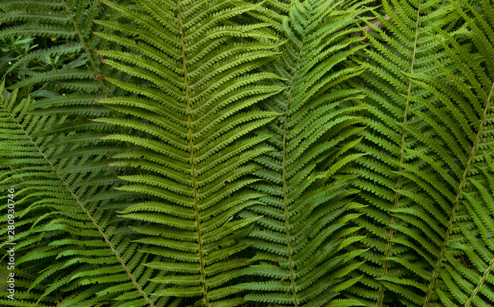 Fototapeta premium fern, папортник, wall fern