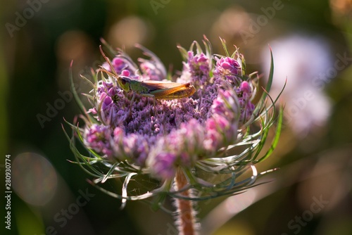 Daucus carota, called Queen Anne's lace in North America, Bishop's lace in England or bird's nest - Wild carrot, or carrot, is one of the predecessors of today's carrot photo