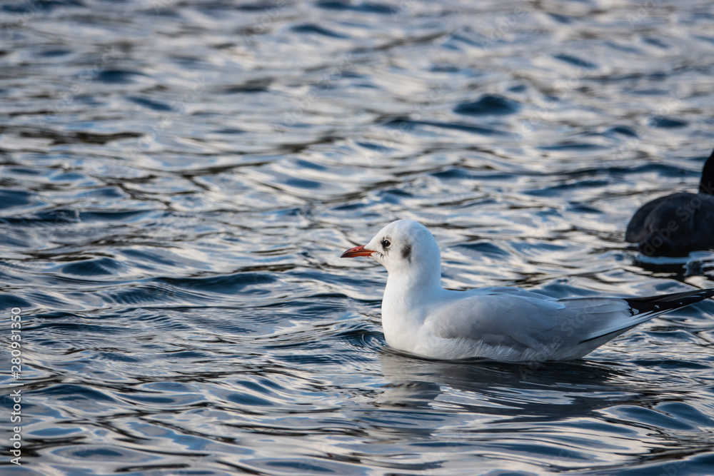Black Headed Gull in Pond in Winter Black Headed Gull in Pond in Winter