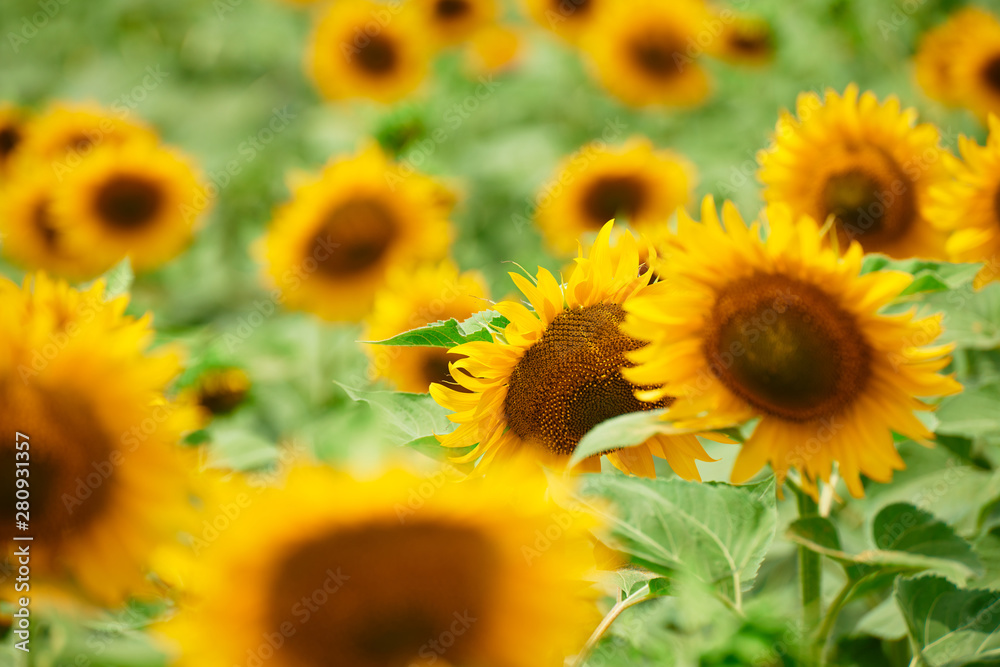 Fototapeta premium Sunflower field - bright yellow flowers, beautiful summer landscape