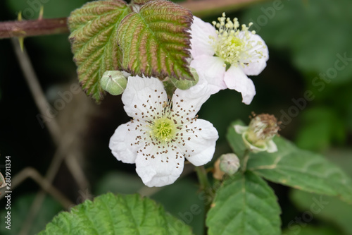 Blackberry Flowers in Bloom in Springtime
