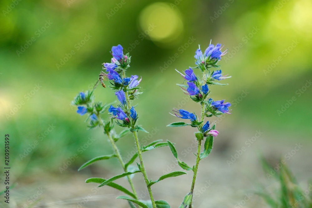 The campanula (Campanula patula) is a species of blue plant of the Campanulaceae family. The campanula (Campanula patula) is a species of blue plant of the Campanulaceae family.
