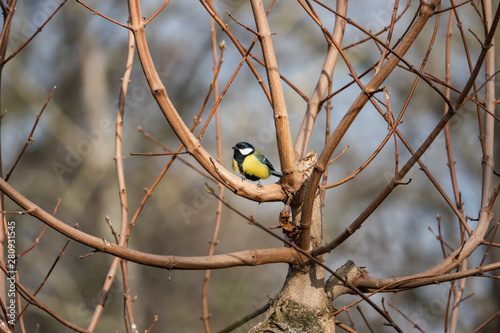 Great Tit Perched on Branch in Springtime