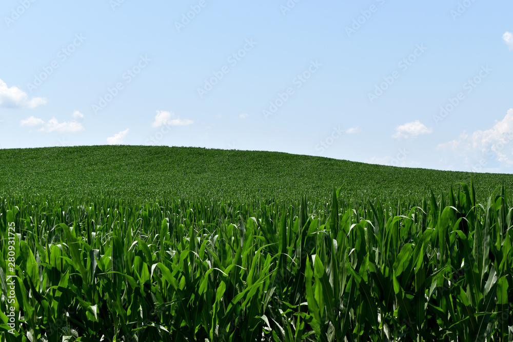 Corn Crop Under A Blue Sky Corn Crop Under A Blue Sky