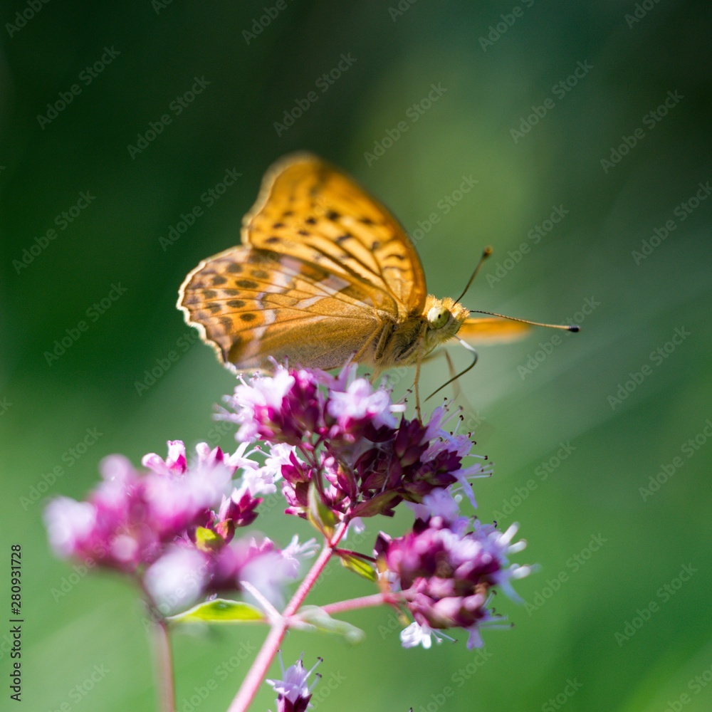 Silver-washed Fritillary (Argynnis paphia) is a butterfly in the family of Eurasia. Silver-washed Fritillary (Argynnis paphia) is a butterfly in the family of Eurasia.