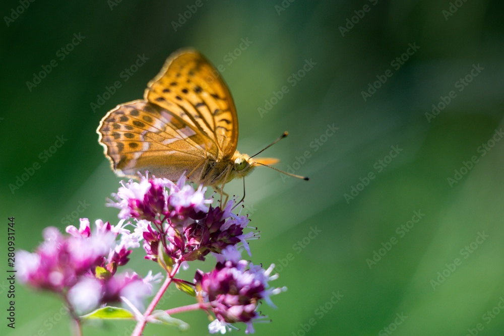 Obraz premium Silver-washed Fritillary (Argynnis paphia) is a butterfly in the family of Eurasia.
