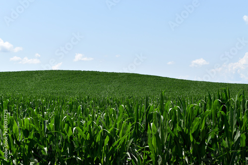 Corn Crop Under A Blue Sky