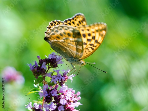 Silver-washed Fritillary (Argynnis paphia) is a butterfly in the family of Eurasia.