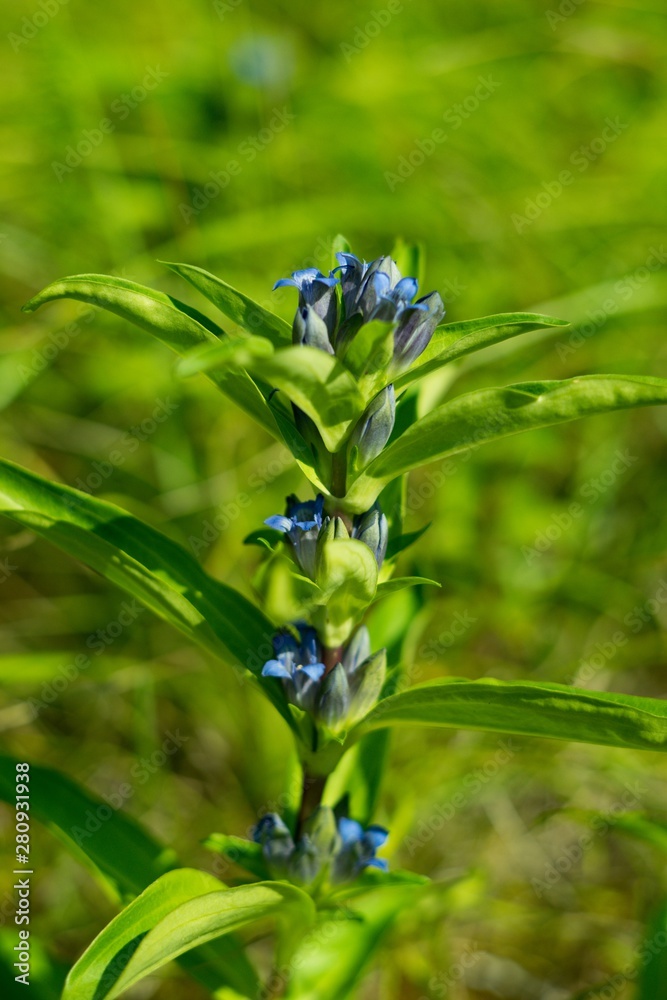 Willow Gentian (Gentiana asclepiadea) is a medium-tall, blue-flowering mountain herb Willow Gentian (Gentiana asclepiadea) is a medium-tall, blue-flowering mountain herb