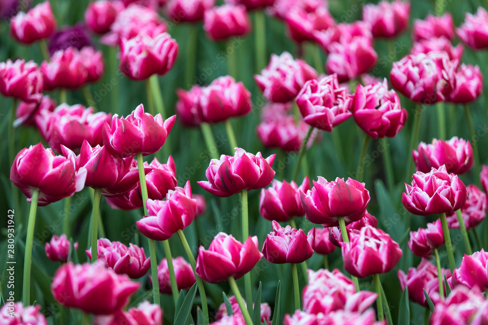Fototapeta premium Pink tulips in the garden close up