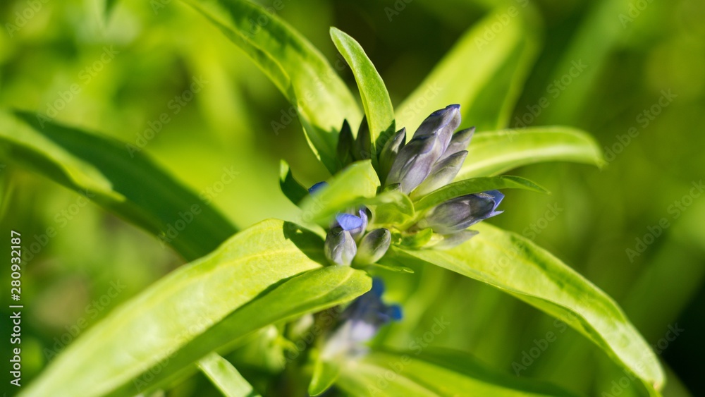 Obraz premium Willow Gentian (Gentiana asclepiadea) is a medium-tall, blue-flowering mountain herb