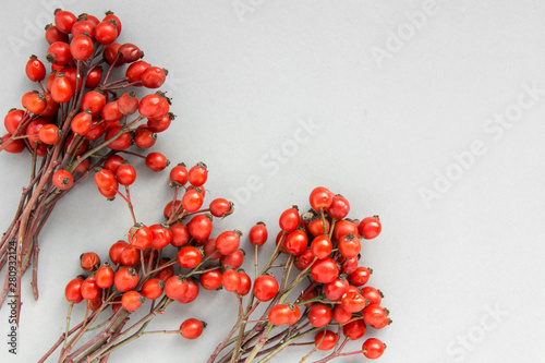 red berries of Dog rose Rosehips, types Rosa canina hips. Medicinal plants and herbs composition photo