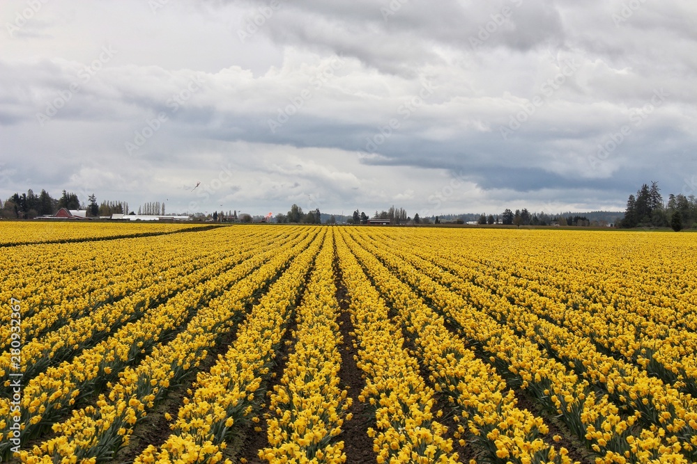 field of yellow tulips