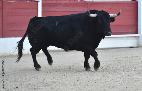 black bull in spain