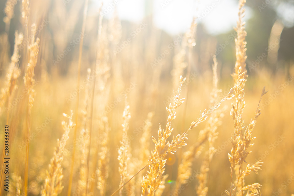 Fototapeta premium Rye is growing in a landscape