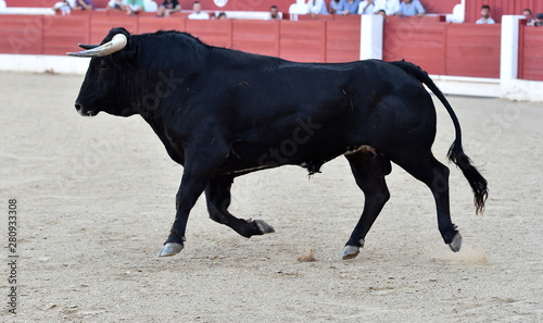 toro español en corrida de toros
