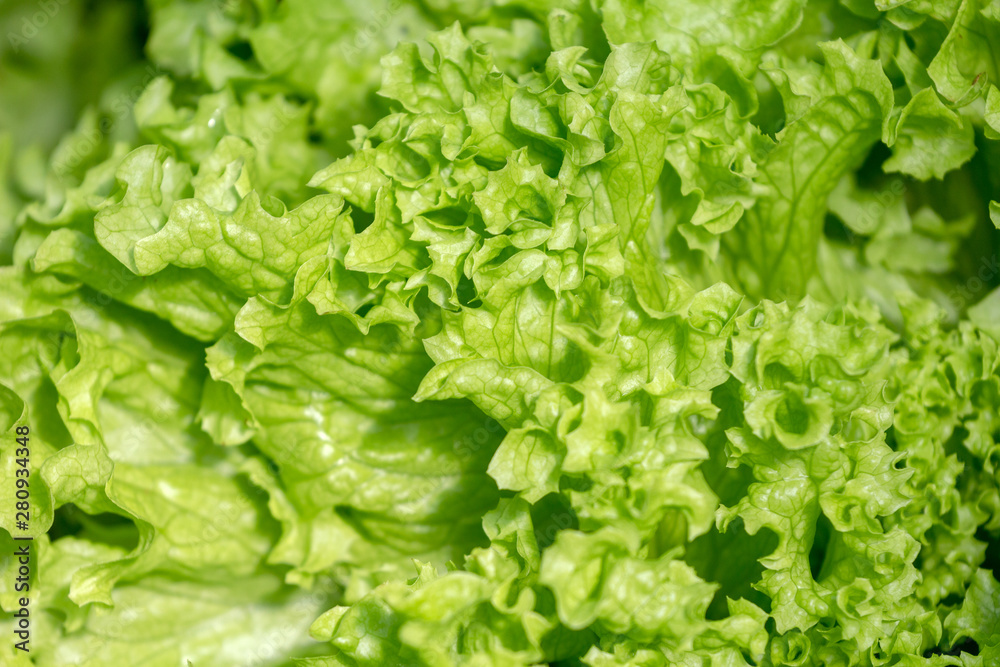 green lettuce grows in the garden. close-up. fresh healthy food concept green lettuce grows in the garden. close-up. fresh healthy food concept