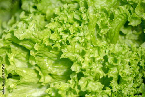 green lettuce grows in the garden. close-up. fresh healthy food concept