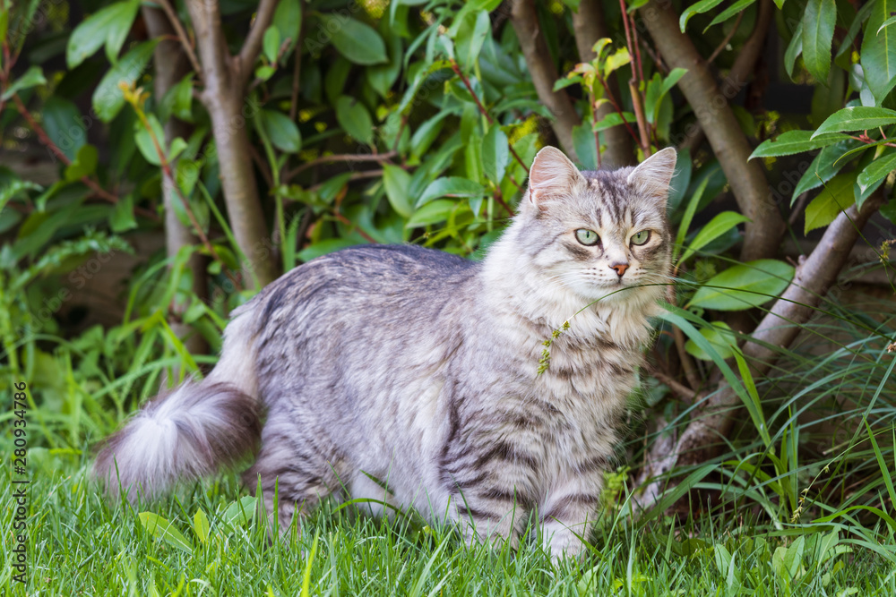 Fototapeta premium Beautiful long haired cat of siberian breed, hypoallergenic animal of livestock in a garden