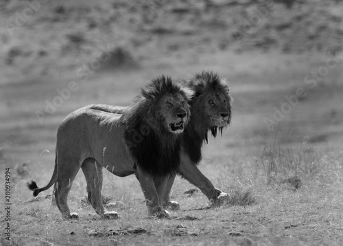 The lion king at Masai Mara  Kenya