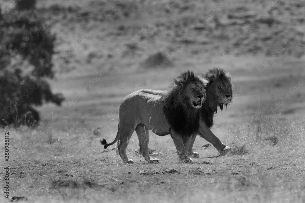 The lion king at Masai Mara, Kenya