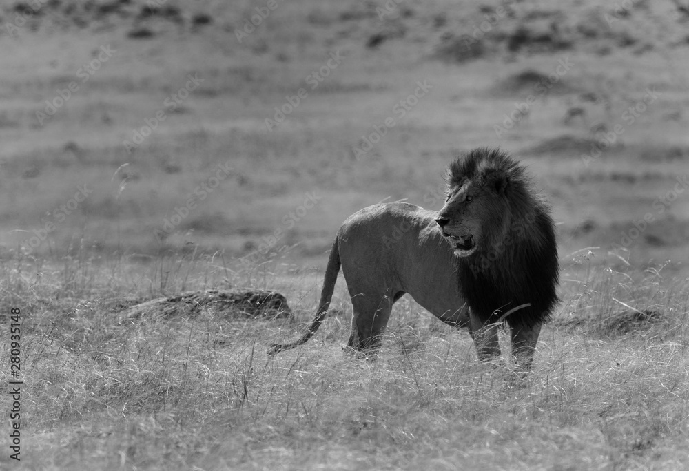 The lion king at Masai Mara, Kenya The lion king at Masai Mara, Kenya