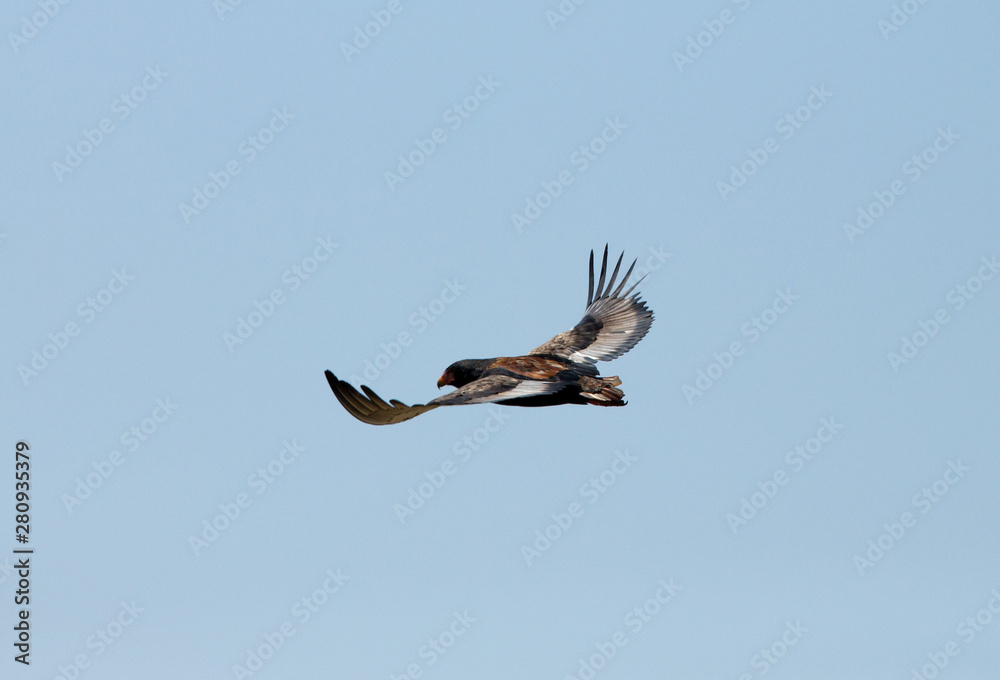 Bateleur eagle in flight, Masai Mara Bateleur eagle in flight, Masai Mara