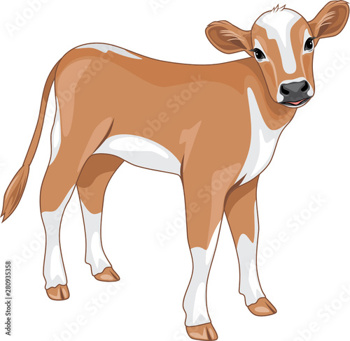 Cute calf isolated on white