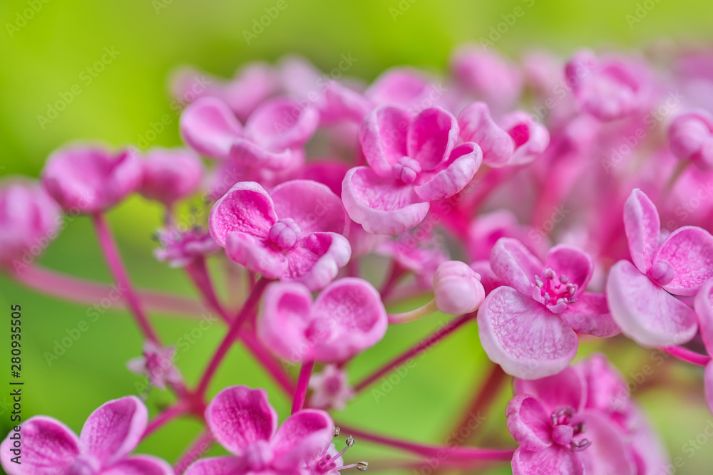 colorful pink flowers background