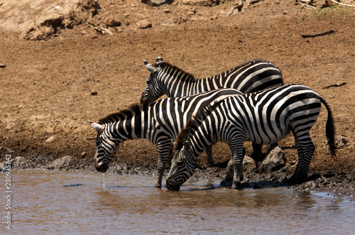 Zebras drinking water, Masai Mara