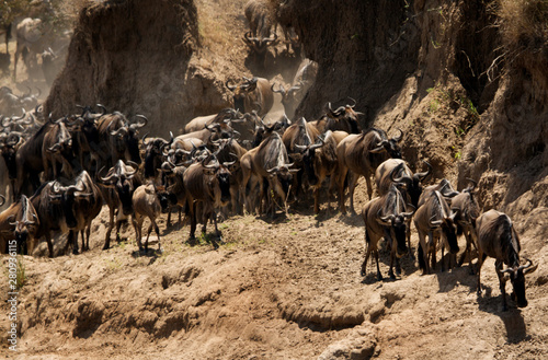 The great migration of Mara, Wildebeests crossing Mara river, Masai Mara, kenya