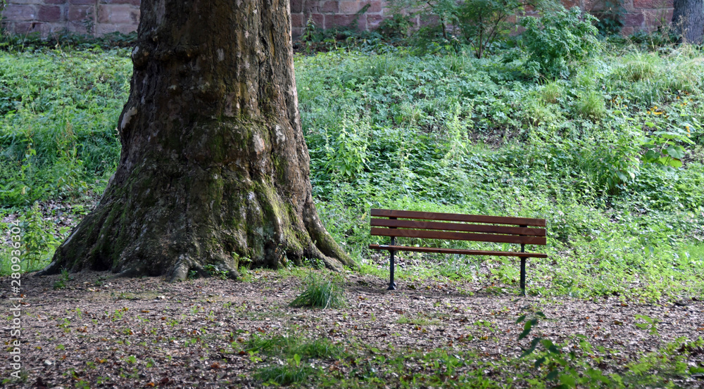 Empty wooden bench in the park next to a very big tree Empty wooden bench in the park next to a very big tree