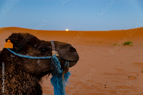 La Luna sorge nel deserto