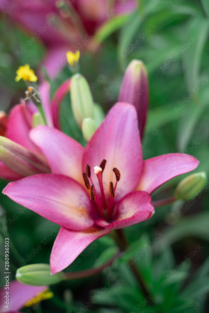 fuzzy, blurred tiger pink lily on green background. Out of focus