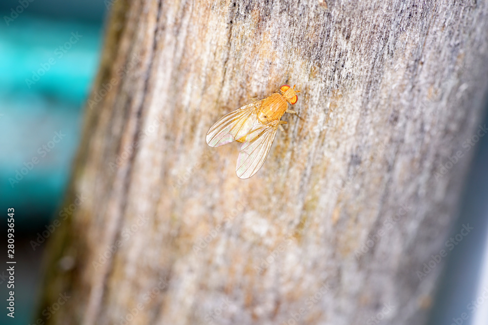 Obraz premium European housefly in Germany shot with macro lens in professional quality