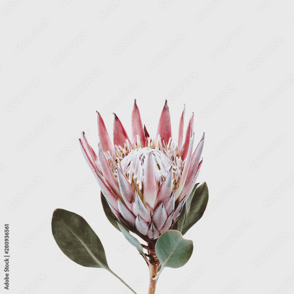 single beautiful pink king protea flower isolated against a light grey