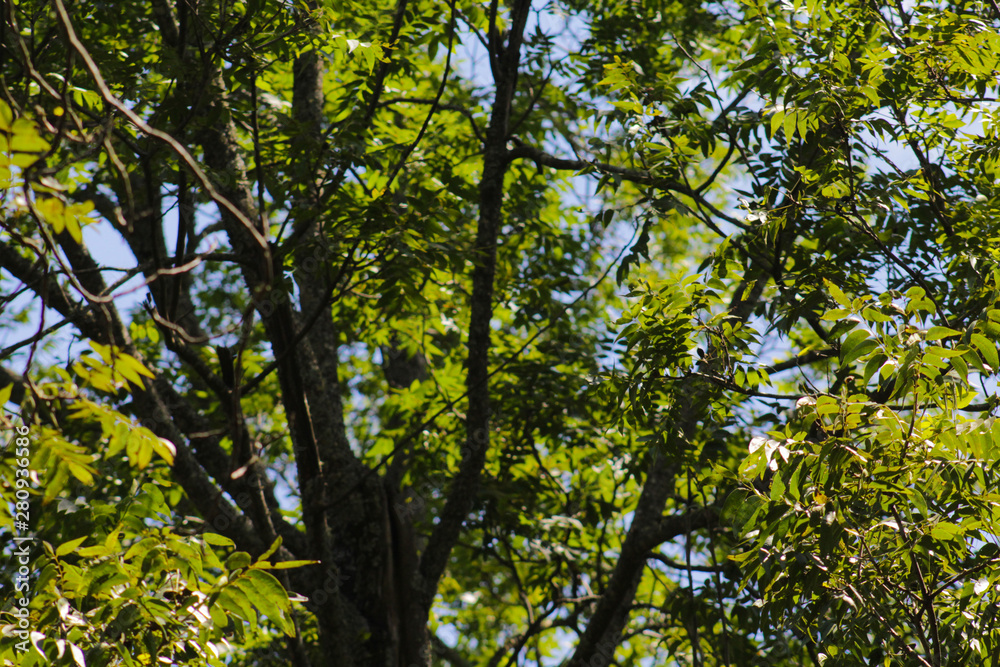 Fototapeta premium tree in spring