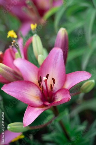 fuzzy  blurred tiger pink lily on green background. Out of focus