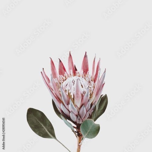 single beautiful pink king protea flower isolated against a light grey background photo