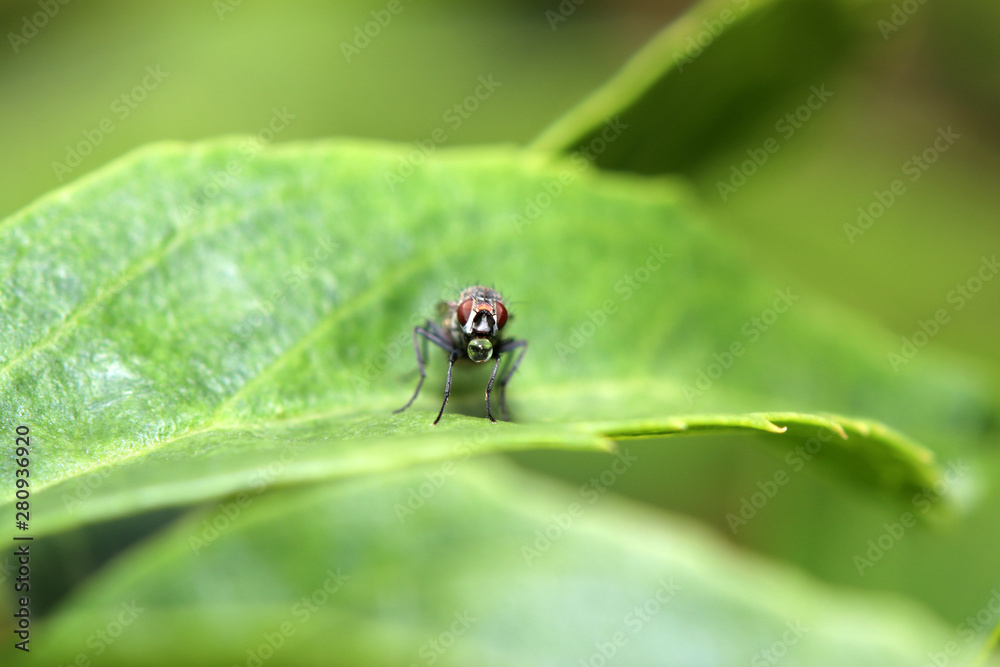 house fly in Germany shot with macro lens house fly in Germany shot with macro lens