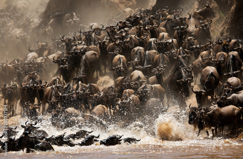 The great migration of Mara, Wildebeests crossing Mara river, Masai Mara, kenya