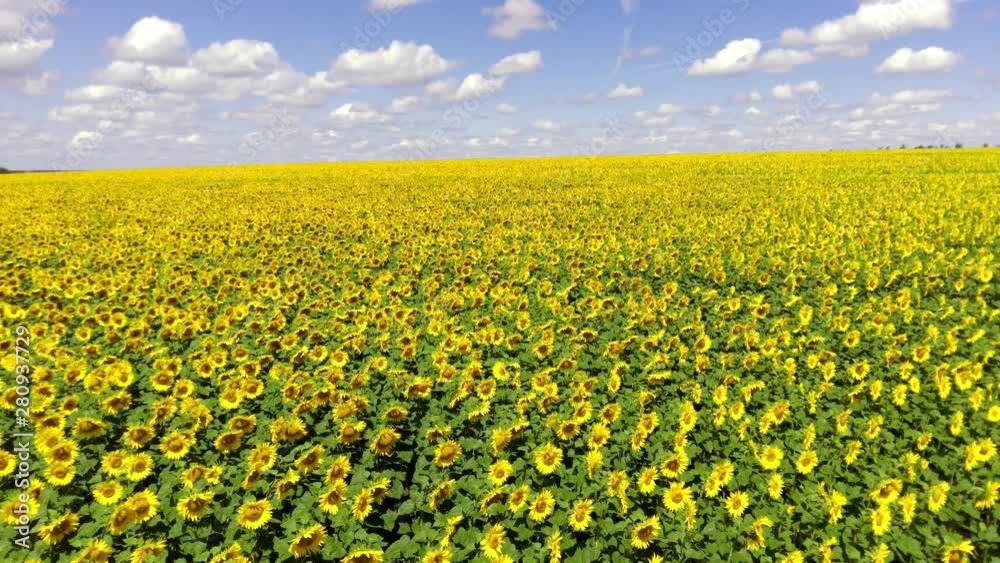Flying over a Sunflower field, drone moving across a yellow field of sunflowers, aerial view of a sunflower field during the summer, summer landscape of a sunflower crop Flying over a Sunflower field, drone moving across a yellow field of sunflowers, aerial view of a sunflower field during the summer, summer landscape of a sunflower crop