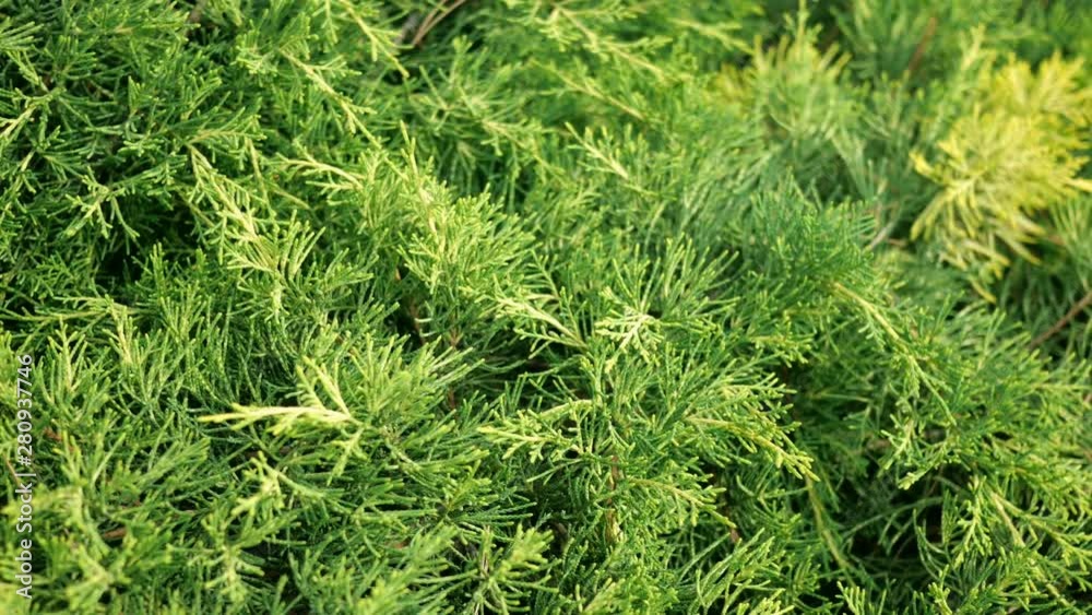Thuja occidentalis bush is evergreen coniferous tree in cypress family Cupressaceae. Green plant abstract background. Thuja occidentalis bush is evergreen coniferous tree in cypress family Cupressaceae. Green plant abstract background.