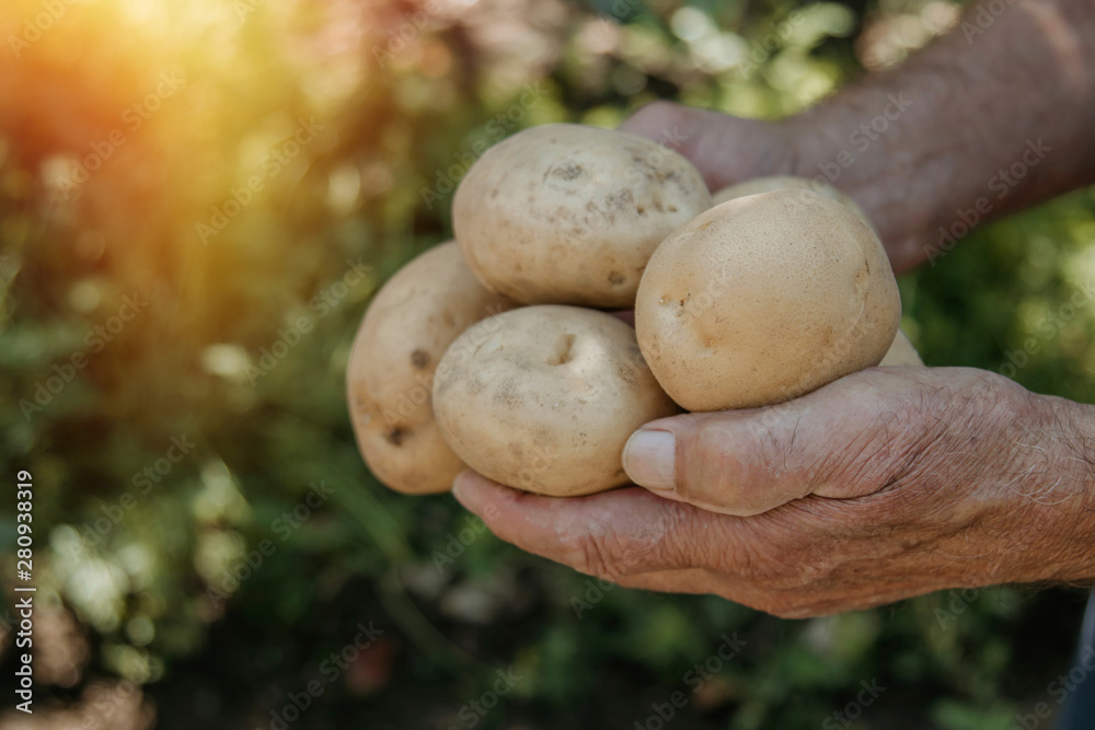 hand of the farmer with the harvest of the potatoes hand of the farmer with the harvest of the potatoes
