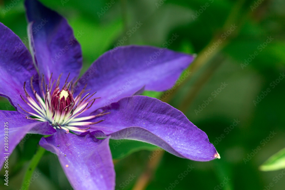 lila Blüten einer violetten Clematis-Hybride lila Blüten einer violetten Clematis-Hybride