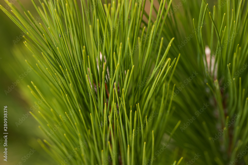 Pine Needles Abstract Background. Needles on a pine branch. Pine Needles Abstract Background. Needles on a pine branch.
