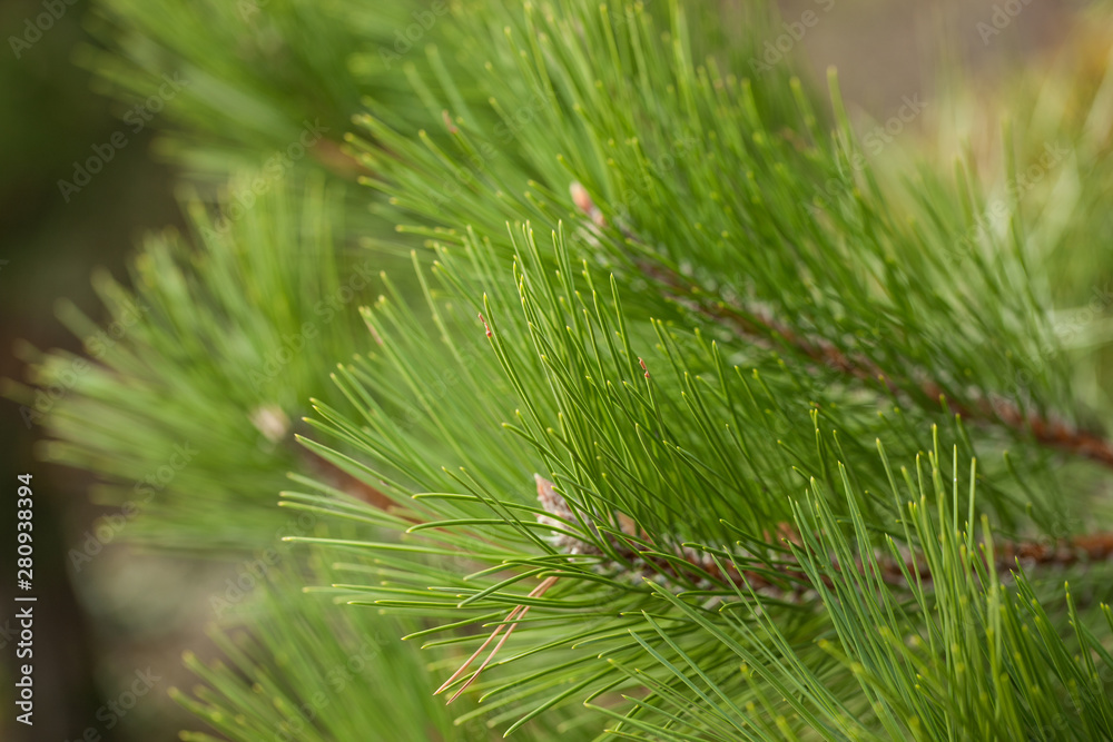 Pine Needles Abstract Background. Needles on a pine branch. Pine Needles Abstract Background. Needles on a pine branch.