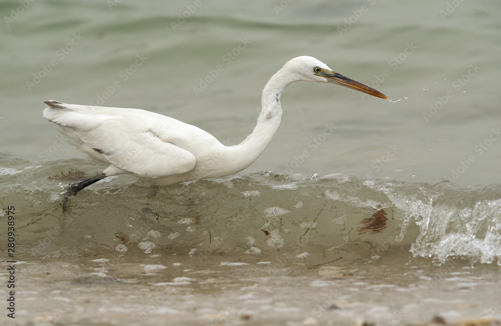 The western reef heron white morphed fishing at Busaiteen coast, Bahrain The western reef heron white morphed fishing at Busaiteen coast, Bahrain