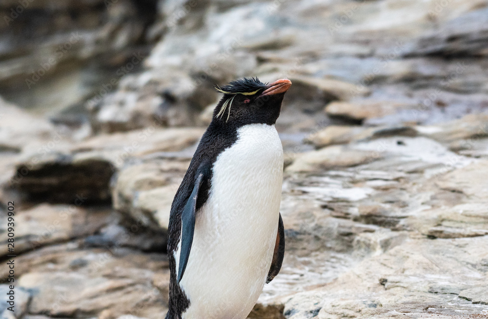 Fototapeta premium A close-up view of the Southern Rockhopper penguin on the Falkland Islands