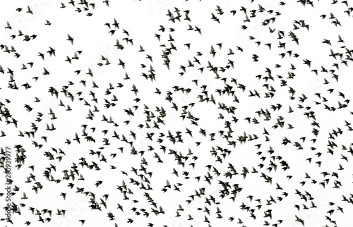 small black silhouettes of numerous migratory birds starlings spread their wings fly in a large flock against the white